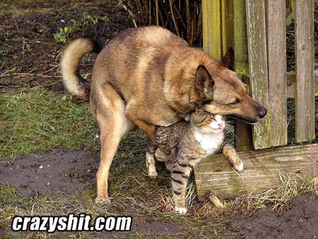 120507_dog_hump_cat.jpg