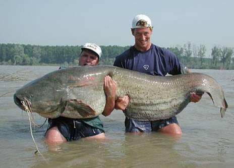 284-bigcatfish.jpg