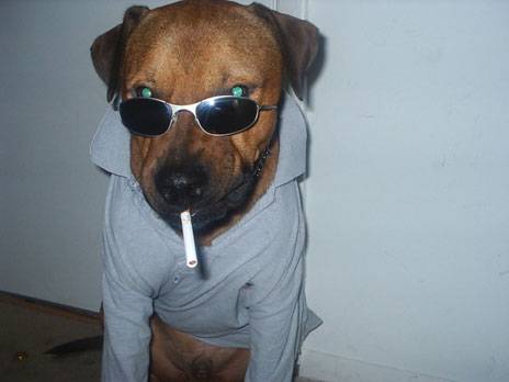 469-one-cool-dog.jpg