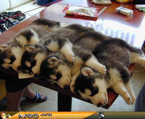 4pups.jpg