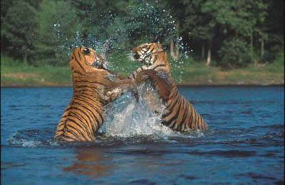 BENGAL%20TIGERS%20FIGHTING%20IN%20RIVER.jpg