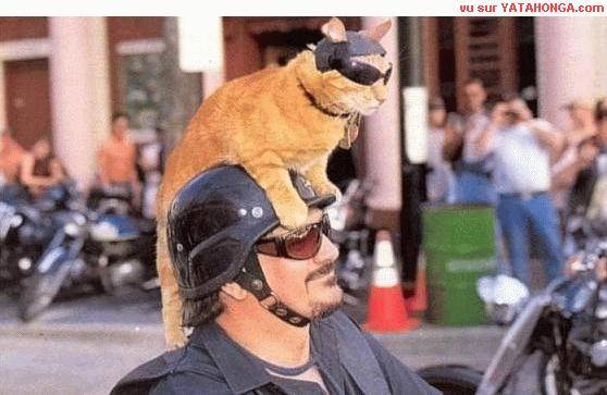 biker cat.jpg