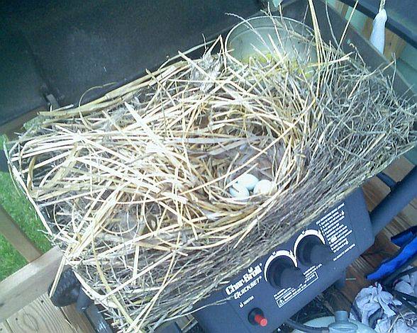 bird nest.jpg