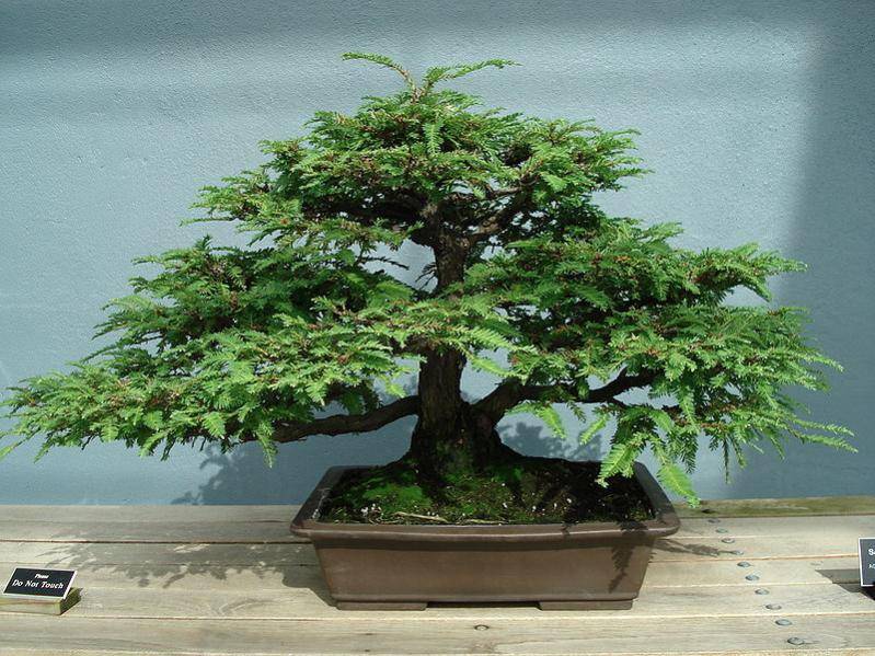 bonsai1.jpg