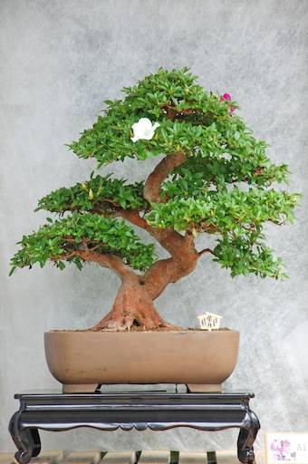 bonsai2.jpg