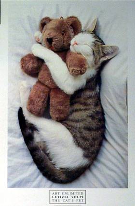 cat and teddy.jpg