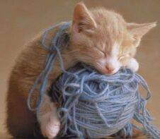 cat and yarn.jpg