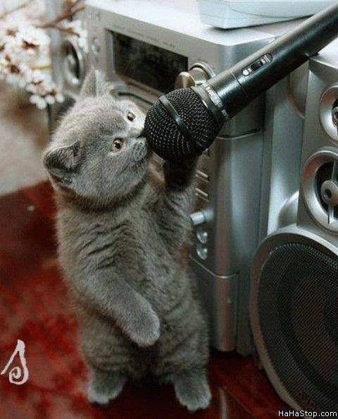 Cat_Wants_The_Mic.jpg