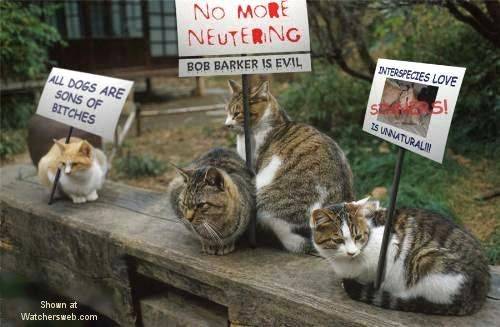 catprotest.jpg