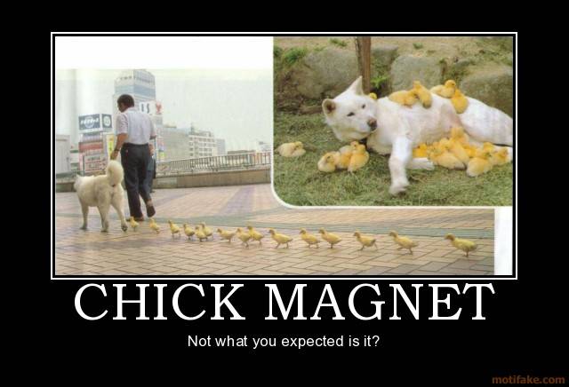 chick magnet.jpg