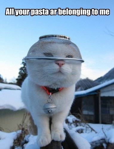 colander-cat.jpg