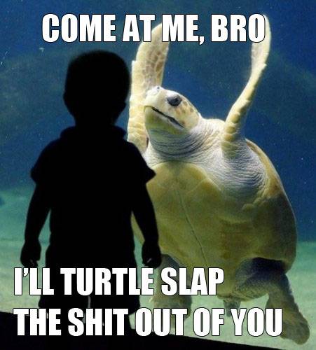 Come%2BAt%2BMe%2BBro%2B-%2Bi%2527ll%2BTurtle%2BSlap%2BThe%2B:q:q:q:q%2BOut%2BOf%2BYou.jpg