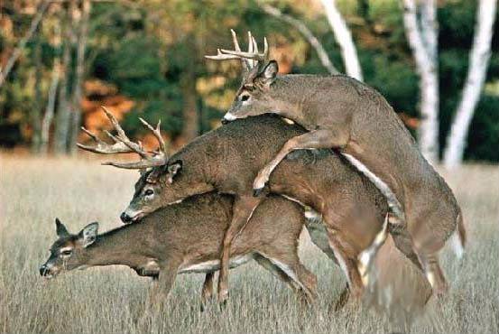 deer (553 x 370).jpg