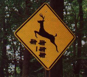 deer.jpg