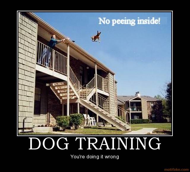 dog training.jpg