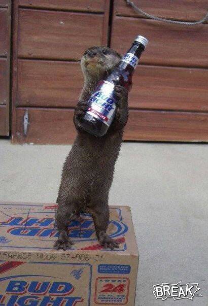 drunk otter.jpg