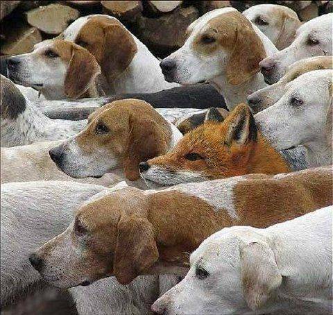 Fox&dogs.jpg