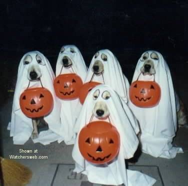 ghost dogs.jpg