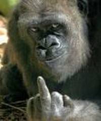 gorillafinger (200 x 240).jpg