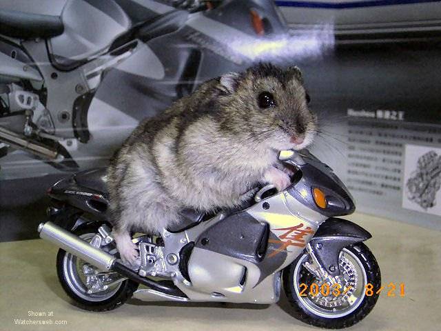 hamsterracing.jpg