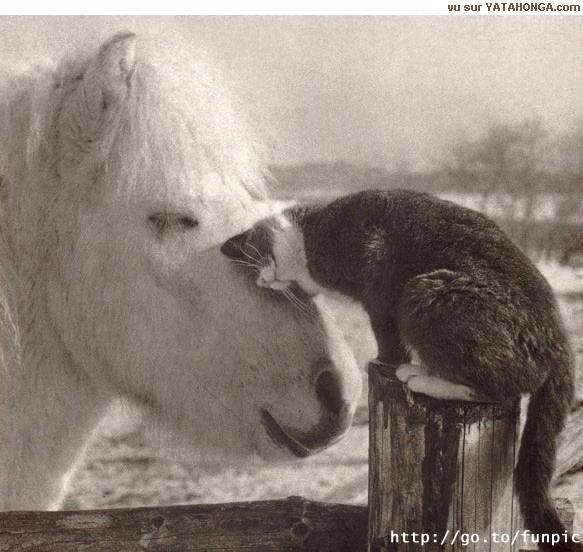 Horse and cat.jpg