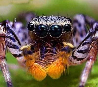 jumping spider eyes 10.jpg