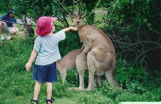 kangaroo (538 x 350).jpg