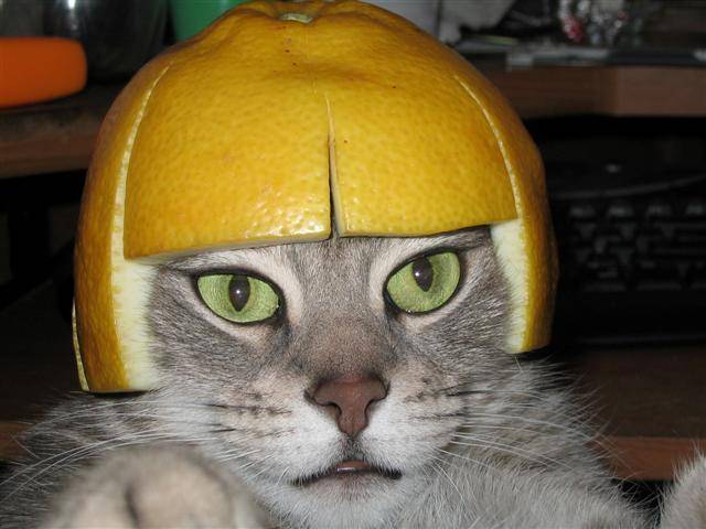 lemoncat_2.jpg