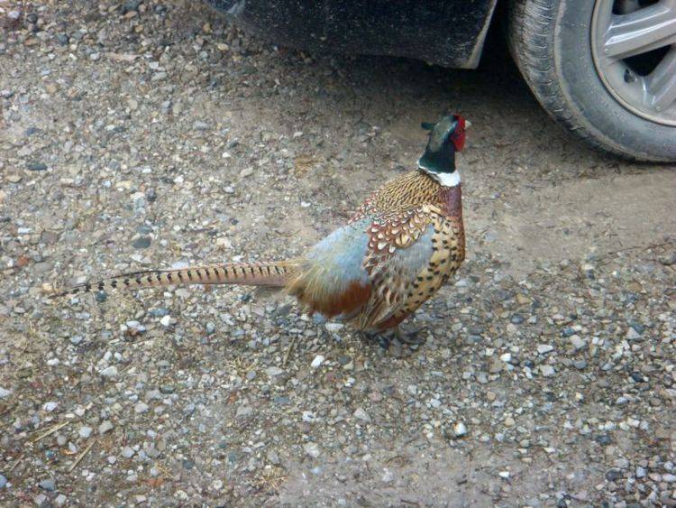 Pheasant.JPG