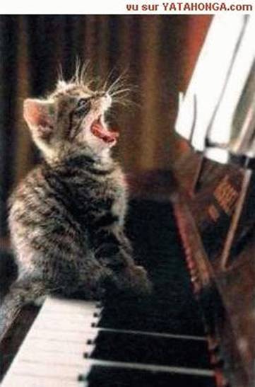 Singing Cat.jpg