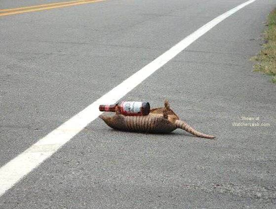 texas road kill.jpg