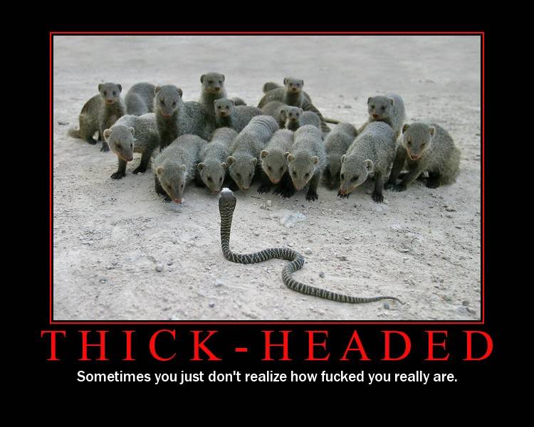 thick headed.jpg