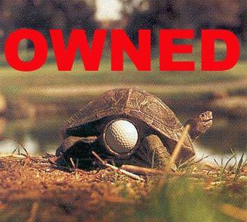 turtle_golf_ball_owned.jpg