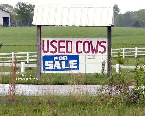 used cows.jpg