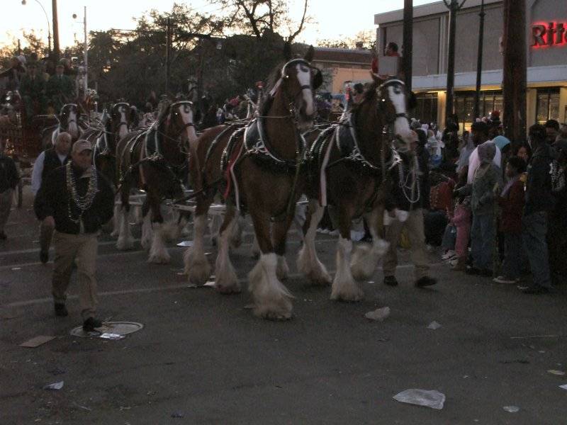 web sized mardigras 038.jpg