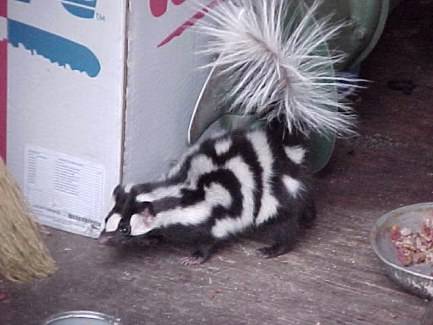 westernstripedskunk.jpg