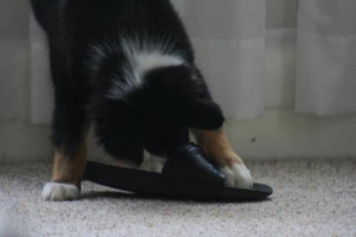 lilly shoe eating.jpg