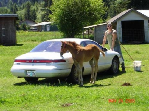 1993 Lincoln MKVIII